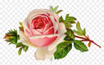 Rose - Vintage Rose Clipart Png Rose - Vintage Rose Clipart Png