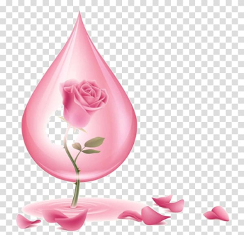 Rose water Rose oil Skin care, rose transparent background PNG clipart Rose water Rose oil Skin care, rose transparent background PNG clipart
