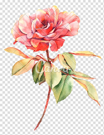 Rose Watercolor painting Flower , pink watercolor flower transparent background PNG clipart