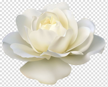 Rose White , Beautiful White Rose , white rose illustration transparent background PNG clipart