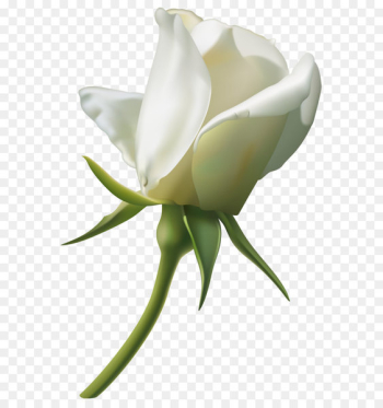 Rose White Clip art - Beautiful White Rose Bud PNG Clipart Image 