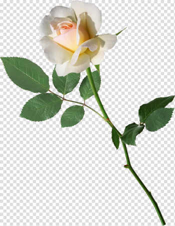 Rose, white rose transparent background PNG clipart