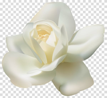 Rose White , White Rose transparent background PNG clipart Rose White , White Rose transparent background PNG clipart
