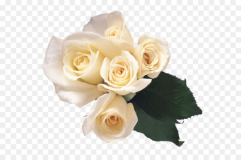 Rose White - White roses PNG image 