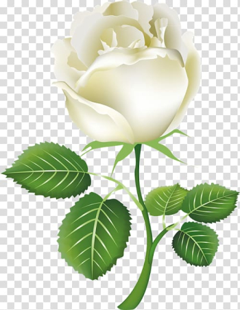 Rose White , White roses transparent background PNG clipart