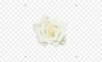 Rose Whitenaomi Topview Nl Rose Www - Rose Rose Whitenaomi Topview Nl Rose Www - Rose