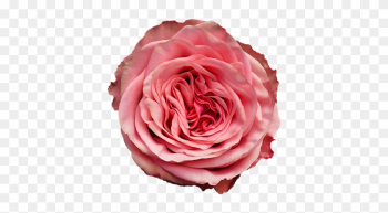 Rose Wild Love Rose Wild Love