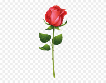 Rose With Stem Png Clip Art Image - Rose Vector