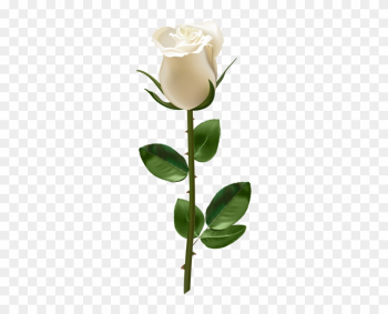 Rose With Stem White Transparent Png Image - Blue Rose With Stem