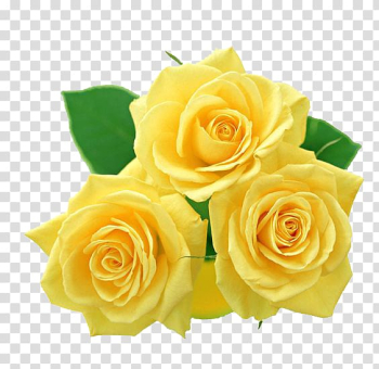 Rose Yellow , Yellow Rose transparent background PNG clipart