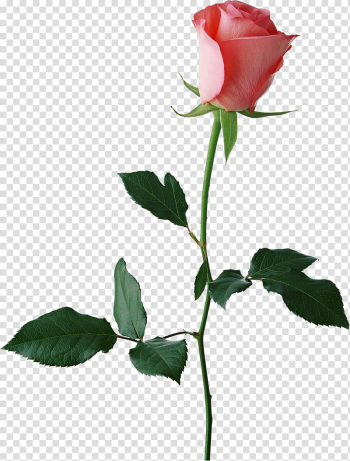 Rosebud, Montana Rose Bud Plaza Shopping Center Rosebud Restaurants Corporate Office, Large Rose Bud , pink rose bloom transparent background PNG clipart
