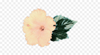 Rosemallows, Cut Flowers, Petal, Hawaiian Hibiscus, Flower PNG