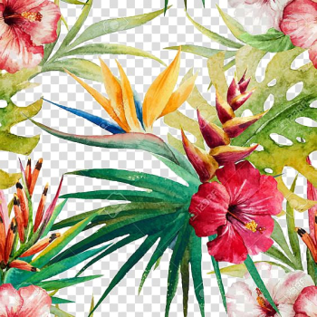 Rosemallows illustration, Watercolor painting illustration Illustration, plant transparent background PNG clipart