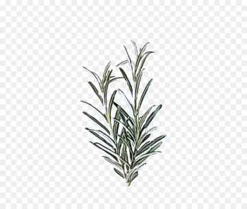 Rosemary Rosemary