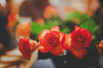 Roses Roses