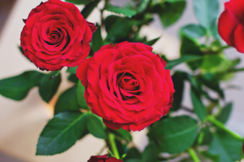 Roses Roses