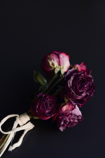 Roses Roses