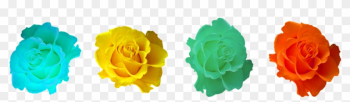 Roses, Blossom, Bloom, Rose Blooms, Rose Bloom, Plant - Rose Roses, Blossom, Bloom, Rose Blooms, Rose Bloom, Plant - Rose