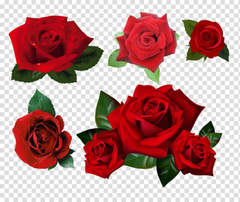 Roses , collage of red rose flowers transparent background PNG clipart