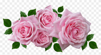Roses, Floral, Arrangement, Romantic, Garden, Blooms - Hybrid Tea Rose Roses, Floral, Arrangement, Romantic, Garden, Blooms - Hybrid Tea Rose
