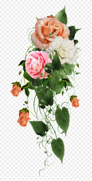 Roses - Garden Roses Roses - Garden Roses
