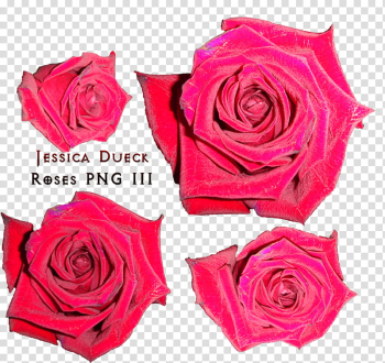 Roses II, Jessica Dueck Roses III illustration transparent background PNG clipart