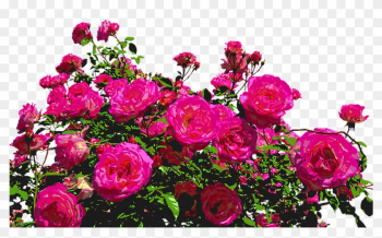 Roses, Nature, Drawing, Flower, Rose Blooms, Blossom - Jardim De Flores Png Roses, Nature, Drawing, Flower, Rose Blooms, Blossom - Jardim De Flores Png