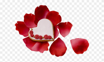 Roses Petals - Garden Roses Roses Petals - Garden Roses