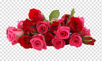 Roses, pink and red roses illustration transparent background PNG clipart