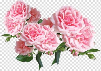 Roses, pink flowers transparent background PNG clipart