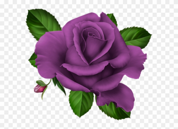 Roses,pink,roze,rosa, - Png Purple Roses