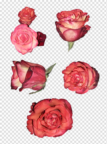 Roses , red rose flower art transparent background PNG clipart