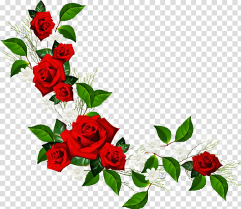 Roses, red rose flowers transparent background PNG clipart