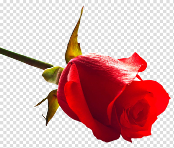 ROSES , red rose illustration transparent background PNG clipart