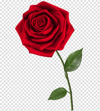 ROSES , red rose illustration transparent background PNG clipart