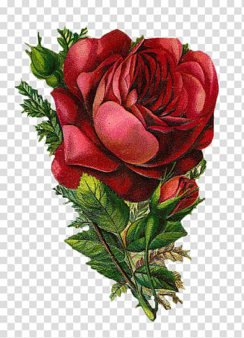 Roses, red rose illustration transparent background PNG clipart