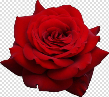 ROSES , red rose transparent background PNG clipart