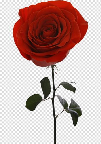 ROSES , red rose transparent background PNG clipart