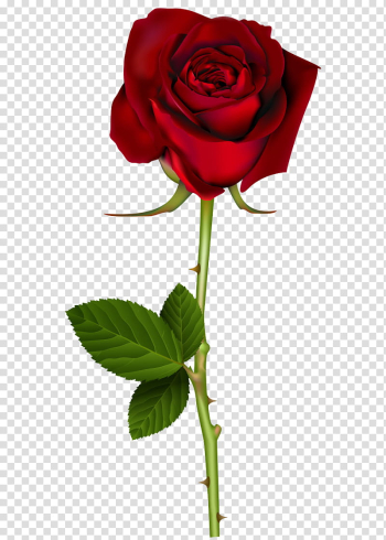 ROSES , red rose transparent background PNG clipart