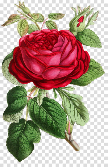 Roses, red rose transparent background PNG clipart