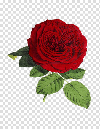 Roses, red rose transparent background PNG clipart