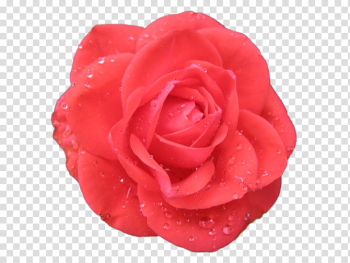 Roses, red rose transparent background PNG clipart