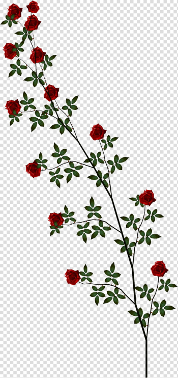 Roses, red roses illustration transparent background PNG clipart