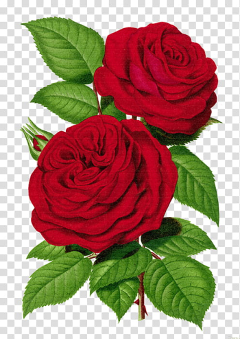 Roses, two red roses illustration transparent background PNG clipart