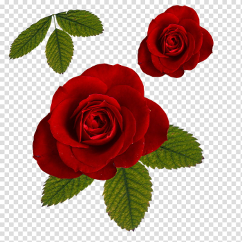 ROSES , two red roses transparent background PNG clipart