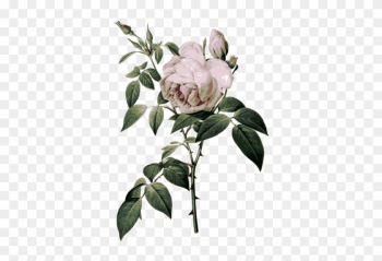 Roses With Thorns - Rose Botanical Illustration Roses With Thorns - Rose Botanical Illustration