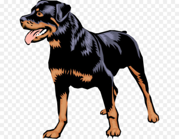 Rottweiler Dobermann Puppy German Pinscher Dachshund - puppy Rottweiler Dobermann Puppy German Pinscher Dachshund - puppy