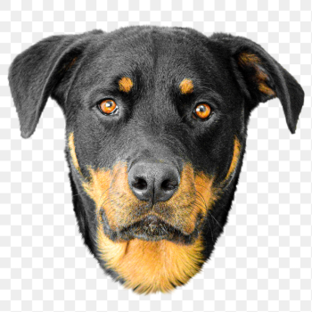 Rottweiler dog animal png sticker, | Free PNG - rawpixel