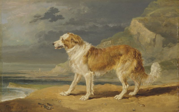Rough-Coated Collie | Free Photo - rawpixel Rough-Coated Collie | Free Photo - rawpixel
