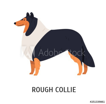 Rough Collie